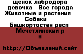 щенок лабродора девочка - Все города Животные и растения » Собаки   . Башкортостан респ.,Мечетлинский р-н